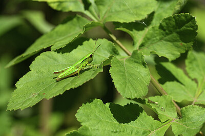 BUITEN BEELD Foto: 424235