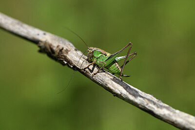 BUITEN BEELD Foto: 424236