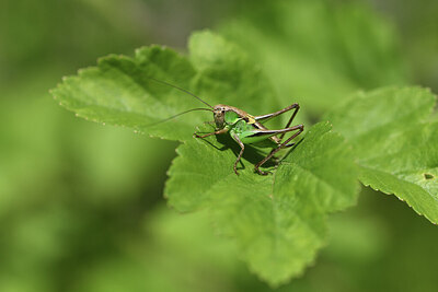 BUITEN BEELD Foto: 424238