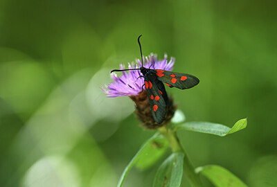 BUITEN BEELD Foto: 424240