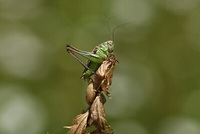 BUITEN BEELD Foto: 424241