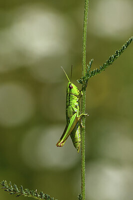 BUITEN BEELD Foto: 424243