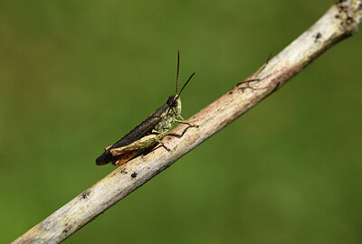 BUITEN BEELD Foto: 424244