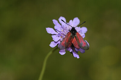 BUITEN BEELD Foto: 424245