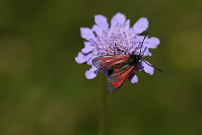 BUITEN BEELD Foto: 424246