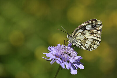 BUITEN BEELD Foto: 424247