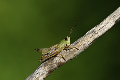 BUITEN BEELD Foto: 424248