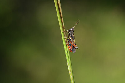BUITEN BEELD Foto: 424252