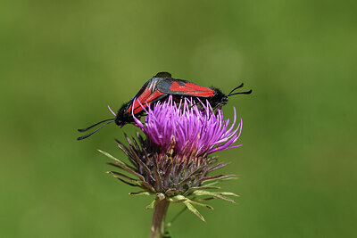 BUITEN BEELD Foto: 424254