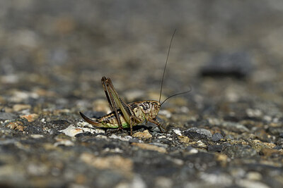 BUITEN BEELD Foto: 424257