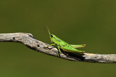 BUITEN BEELD Foto: 424260