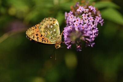 BUITEN BEELD Foto: 424261