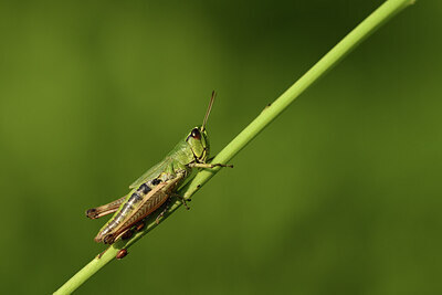 BUITEN BEELD Foto: 424262