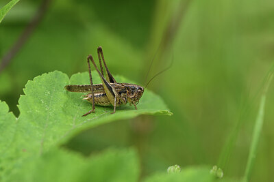 BUITEN BEELD Foto: 424264