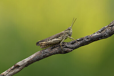 BUITEN BEELD Foto: 424268