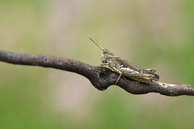 BUITEN BEELD Foto: 424269