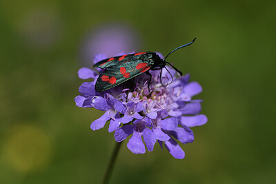 BUITEN BEELD Foto: 424279