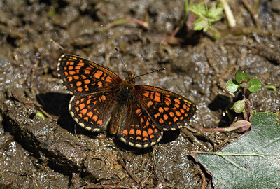 BUITEN BEELD Foto: 424282