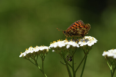 BUITEN BEELD Foto: 424283