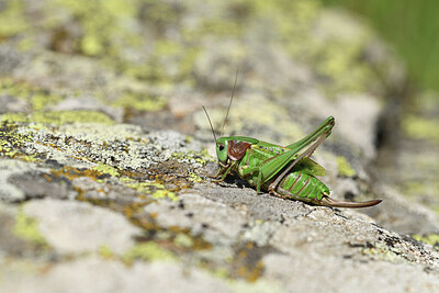 BUITEN BEELD Foto: 424285