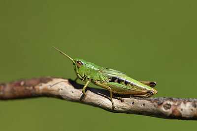 BUITEN BEELD Foto: 424286