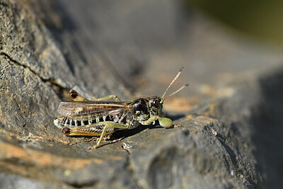 BUITEN BEELD Foto: 424290