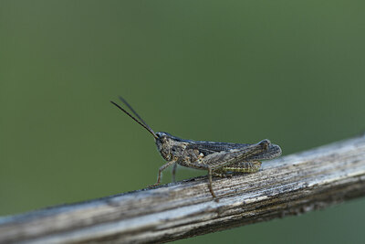 BUITEN BEELD Foto: 424291