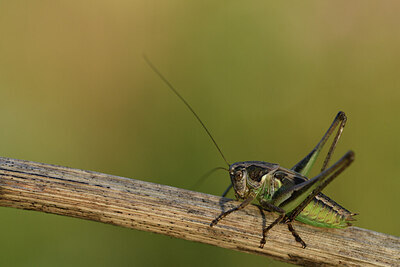 BUITEN BEELD Foto: 424293