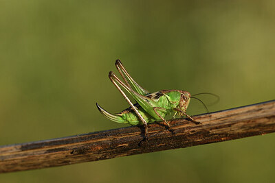 BUITEN BEELD Foto: 424294