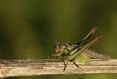 BUITEN BEELD Foto: 424296