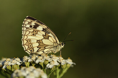 BUITEN BEELD Foto: 424299