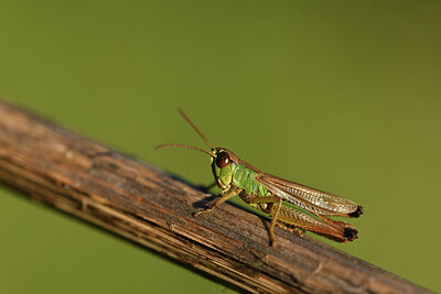 BUITEN BEELD Foto: 424301