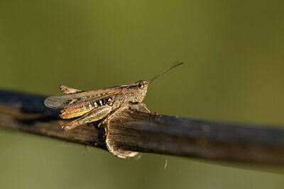 BUITEN BEELD Foto: 424302