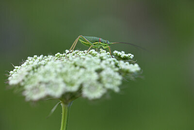 BUITEN BEELD Foto: 424310