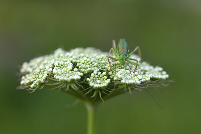 BUITEN BEELD Foto: 424311