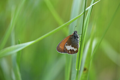 BUITEN BEELD Foto: 424312