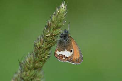 BUITEN BEELD Foto: 424314