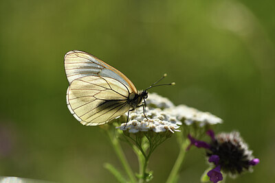 BUITEN BEELD Foto: 424318