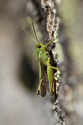 BUITEN BEELD Foto: 424324