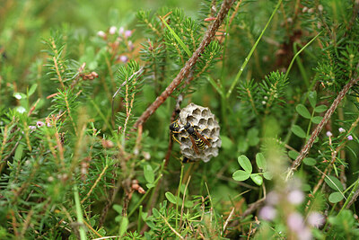 BUITEN BEELD Foto: 424328