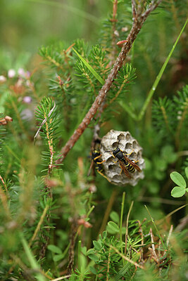 BUITEN BEELD Foto: 424329