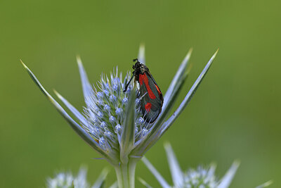 BUITEN BEELD Foto: 424331