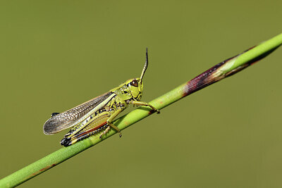 BUITEN BEELD Foto: 424332