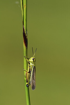 BUITEN BEELD Foto: 424333