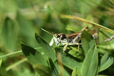 BUITEN BEELD Foto: 424335