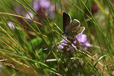 BUITEN BEELD Foto: 424336