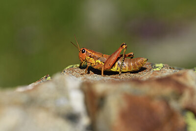 BUITEN BEELD Foto: 424339