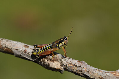 BUITEN BEELD Foto: 424344