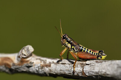 BUITEN BEELD Foto: 424345