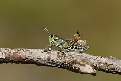 BUITEN BEELD Foto: 424348